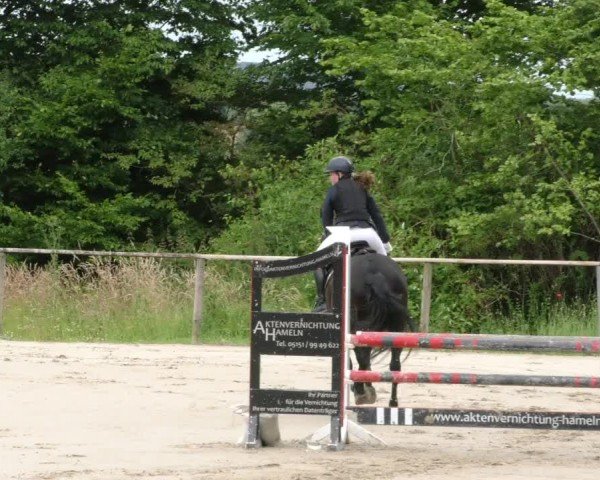 Reitturnier Springe 2024