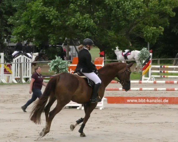 Reitturnier Springe 2024
