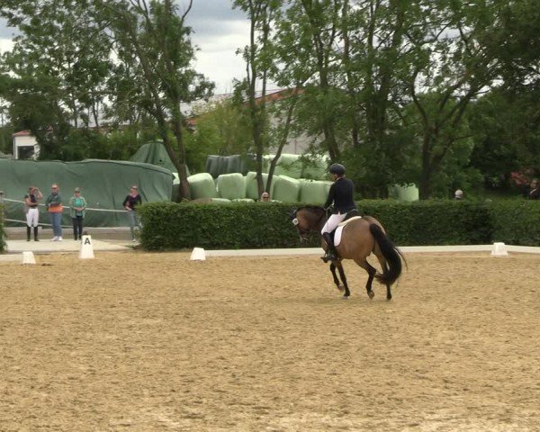 Reitturnier Wingerode 2024