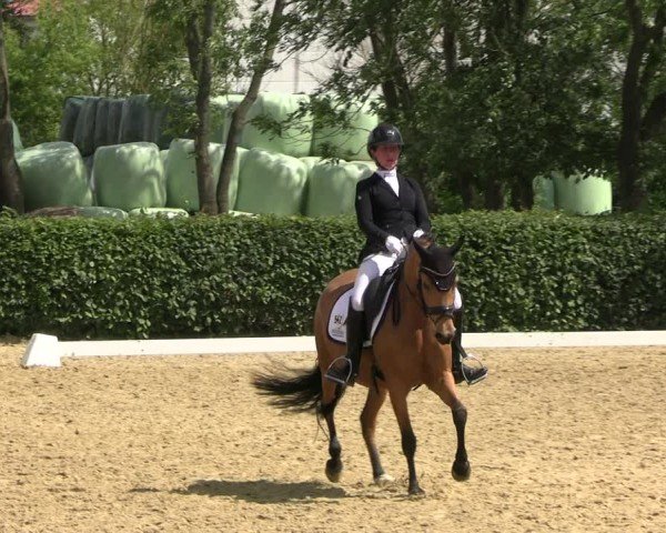 Reitturnier Wingerode 2024