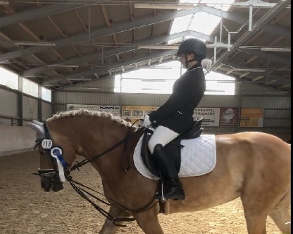 dressage horse Nevada (Haflinger, 2017, from Winterzauber)