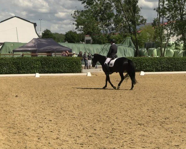 Reitturnier Wingerode 2024