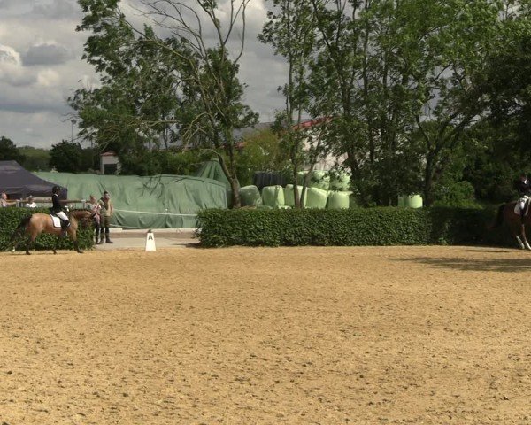Reitturnier Wingerode 2024