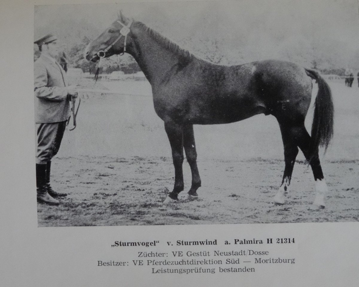stallion Sturmvogel 1336 (Brandenburg, 1972, from Sturmwind II 2351)
