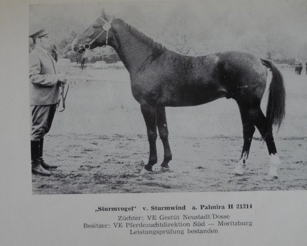 stallion Sturmvogel 1336 (Brandenburg, 1972, from Sturmwind II 2351)