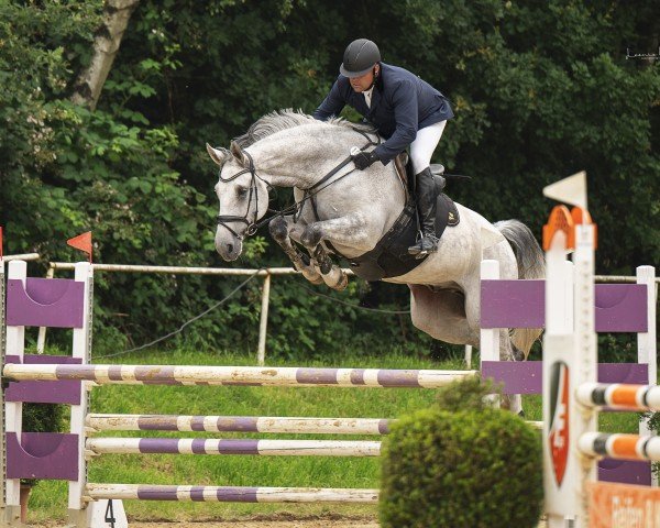 jumper Cornet's Big Star (Rhinelander, 2016, from Cornet's Boy RM)