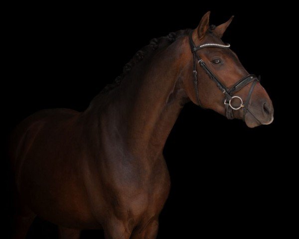 jumper Oakland 11 (Holsteiner, 2019, from Origi D'o)