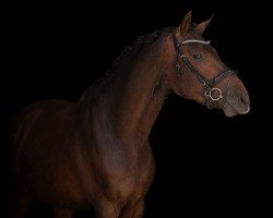 jumper Oakland 11 (Holsteiner, 2019, from Origi D'o)