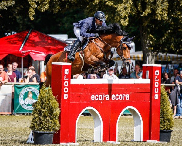 jumper Nino Ice Z (Zangersheide riding horse, 2013, from Numero Uno)