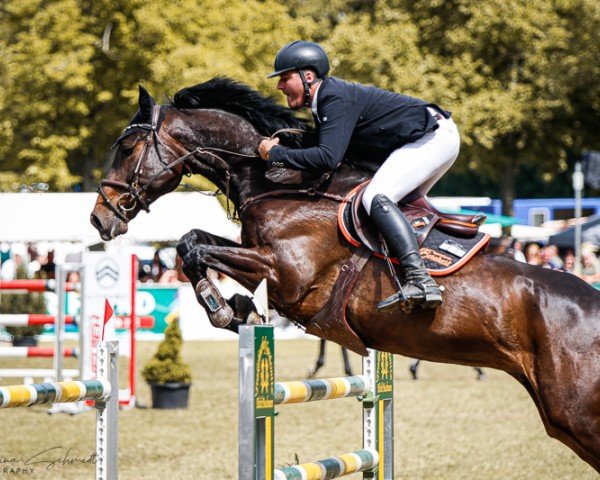 jumper Disney (Holsteiner, 2016, from Diarado)