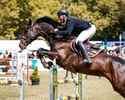 Springpferd Disney (Holsteiner, 2016, von Diarado)