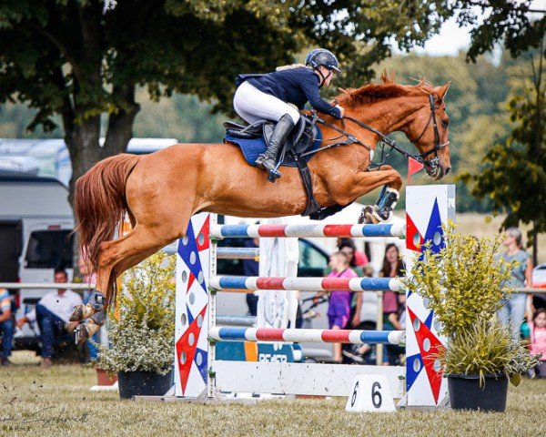 Springpferd Casanova 408 (Oldenburger Springpferd, 2006, von Chacco-Blue) Springpferd Casanova 408 (Oldenburger Springpferd, 2006, von Chacco-Blue)
