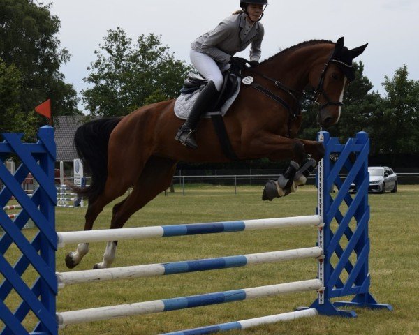 jumper Mirabell 206 (Holsteiner, 2019, from Ogano Sitte)