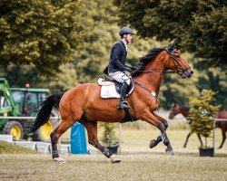 jumper Casago 2 (Holsteiner, 2015, from Casall Ask)