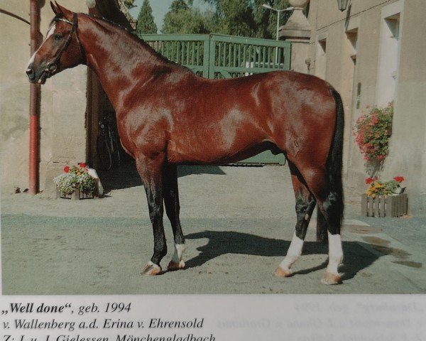 stallion Well done (Rhinelander, 1994, from Wallenberg) stallion Well done (Rhinelander, 1994, from Wallenberg)