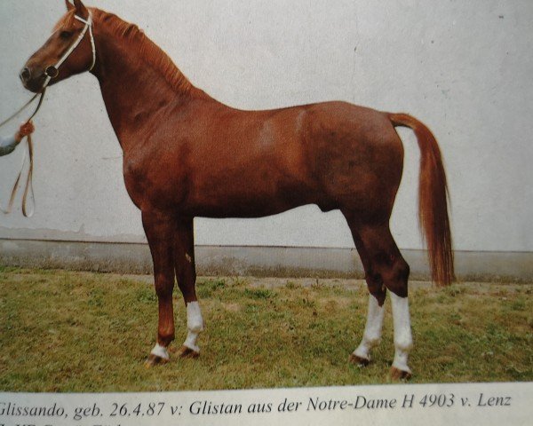 Deckhengst Glissando (Edles Warmblut, 1987, von Glistan 1451)