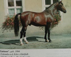 stallion Cartoon (Oldenburg show jumper, 1994, from Colombo)