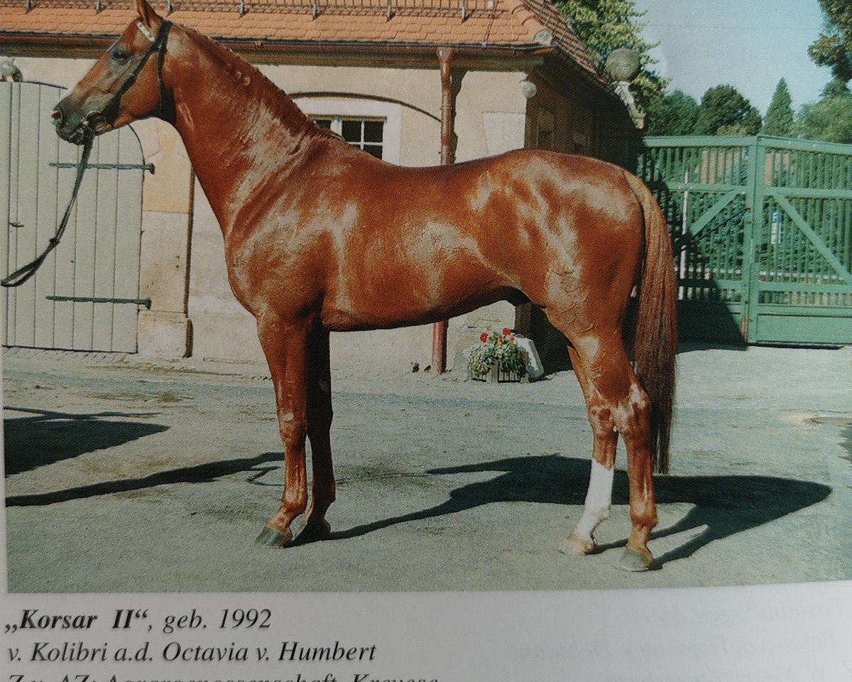stallion Korsar II (Saxony-Anhaltiner, 1992, from Kolibri 2705)