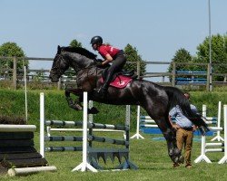 jumper Condiro 4 (Hanoverian, 2013, from Chacco Chacco)