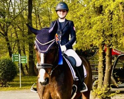 dressage horse Baunehojens Florencia (Danish Warmblood, 2006, from Florencio I)