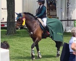 Deckhengst Maruto (Deutsches Reitpony, 2012, von Makuna Matata WE)