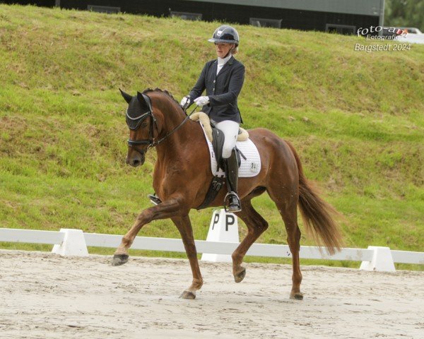 Dressurpferd Baron 372 (Deutsches Sportpferd, 2018, von Ben Benicio)