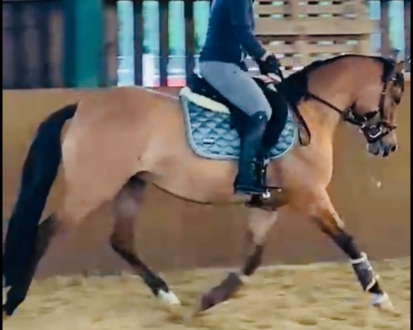 broodmare Sissi Saphira Royale (German Riding Pony, 2021, from DSP Cosmo Royale)