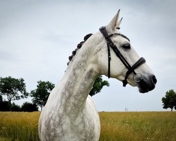 horse Unikat (Hanoverian, 2011, from United)