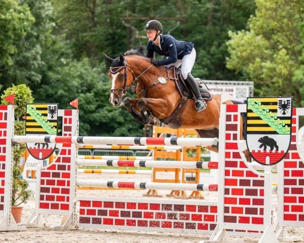 jumper Saphira Von Der Wasserburg (Hanoverian, 2008, from Salito)