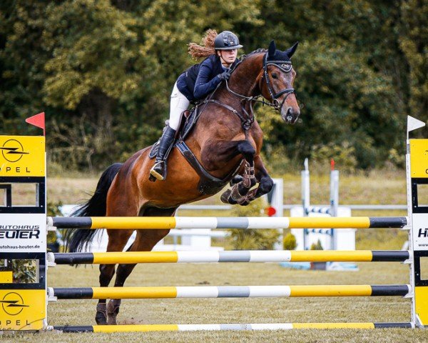 jumper Cellistin G (German Sport Horse, 2019, from Cellman)