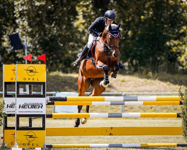 Springpferd Abigail 96 (Deutsches Sportpferd, 2018, von Cesaro)