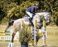 Springpferd Caribic 20 (Deutsches Sportpferd, 2018, von Carinue)