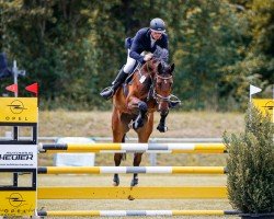 Springpferd Clermont (Deutsches Sportpferd, 2019, von Contendro I)