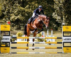 jumper El Chapo 8 (Mecklenburg, 2018, from Eldorado van de Zeshoek)