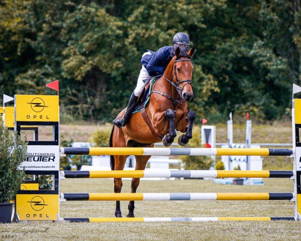 Springpferd Harrison 17 (Deutsches Sportpferd, 2019, von Hold Up Premier)