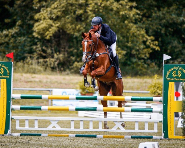 Springhest Tolstoi 33 (Tysk Sportshest, 2019, fra Tangelo van de Zuuthoeve)