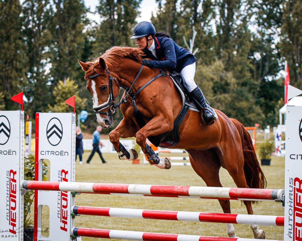 Springpferd Arya 17 (Deutsches Sportpferd, 2019, von Askari)