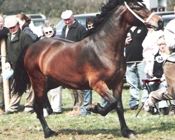 broodmare Tyrpentre Royal Princess (unknown,  , from Derwen Royal Express)