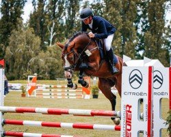 jumper Calimero PS (Oldenburg show jumper, 2019, from Calido's Son)
