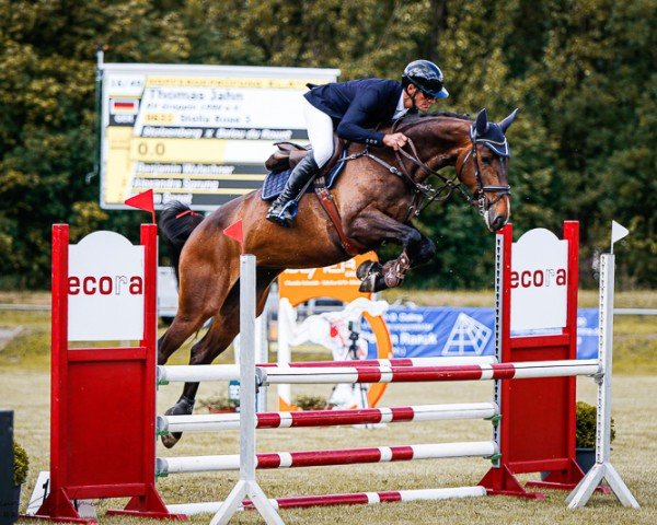 Springpferd Stella Rose 3 (Hannoveraner, 2019, von Stolzenberg)