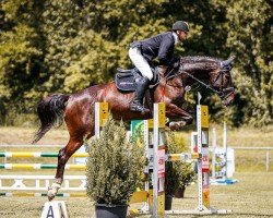 Springpferd Olizza 3 (Deutsches Sportpferd, 2019, von Cristallino)