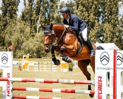 Springpferd Carismo 30 (Deutsches Sportpferd, 2020, von Comme il Faut)
