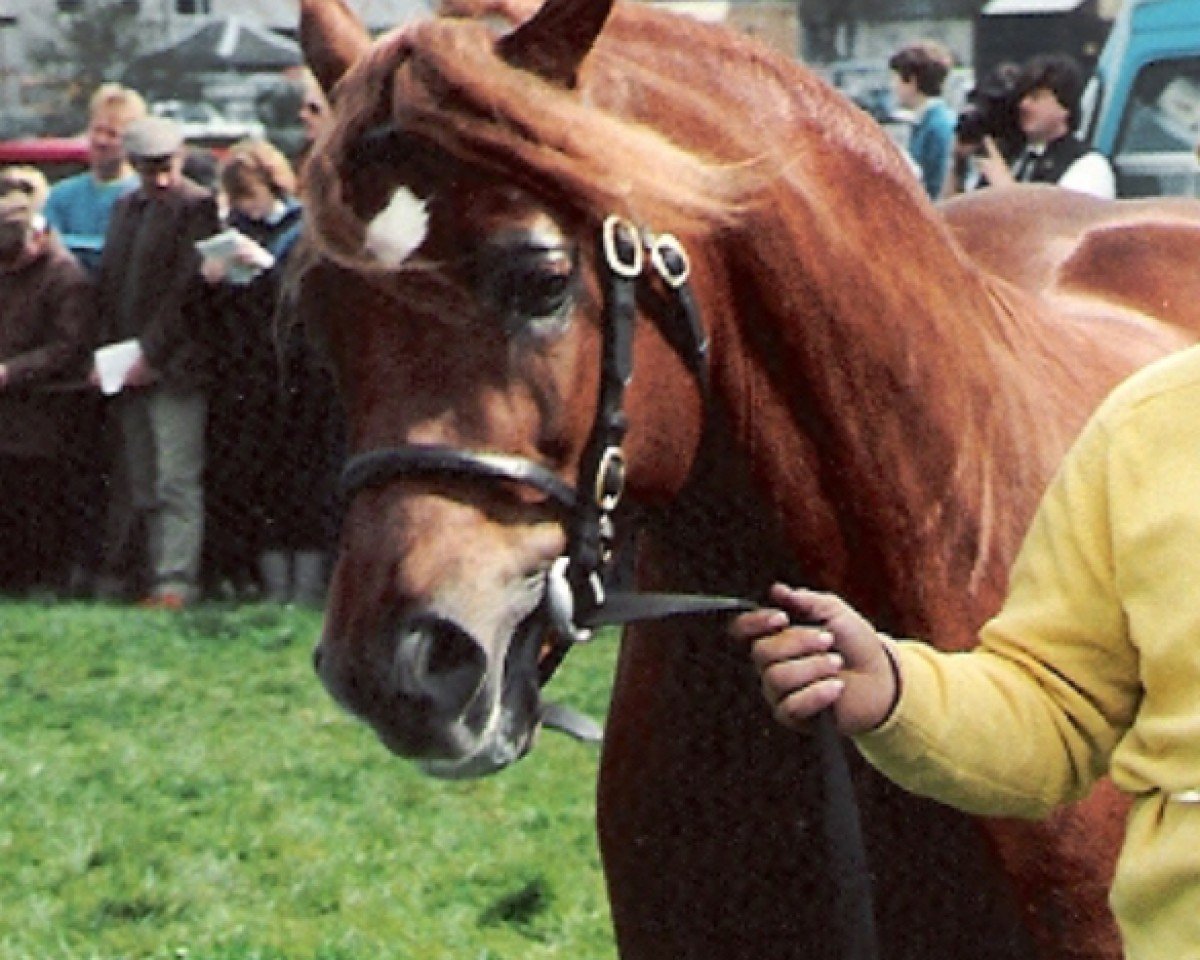 stallion Broughton True Flyer (Welsh-Cob (Sek. D), 1986, from Llanarth True Briton)