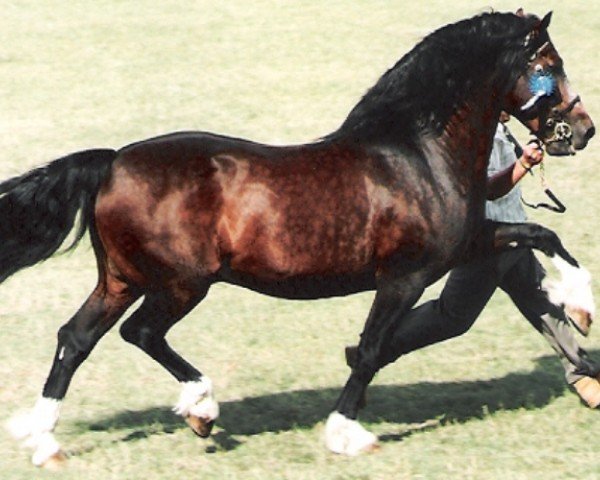 stallion Mabnesscliffe Survivor (Welsh-Cob (Sek. D), 1981, from Craignant Flyer) stallion Mabnesscliffe Survivor (Welsh-Cob (Sek. D), 1981, from Craignant Flyer)