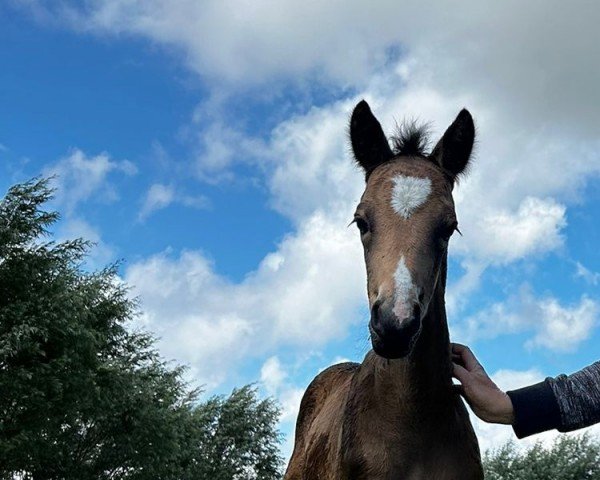 Deckhengst Canyon KS (Deutsches Reitpony, 2024, von Cayuga San WE)