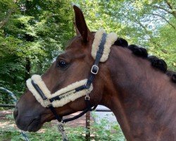 dressage horse Macaron MB (Oldenburg, 2019, from DSP Marc Cain)