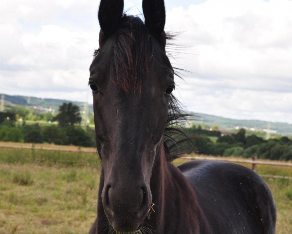 horse Inola Gold (Westphalian, 2023, from Iowa Gold)