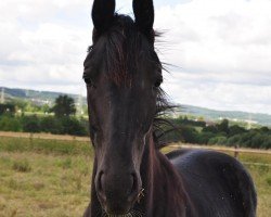 Pferd Inola Gold (Westfale, 2023, von Iowa Gold)