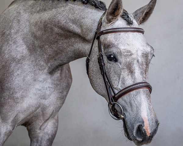 broodmare No Mercy EH (Holsteiner, 2020, from Unlimited)