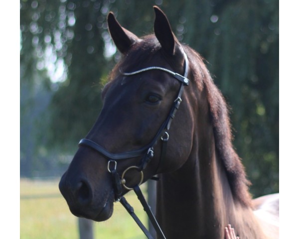 jumper Findus Vollstädt (German Sport Horse, 2018, from Frascino)